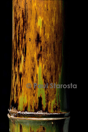 Phyllostachys nigra cv. Boryana (bambou noir)