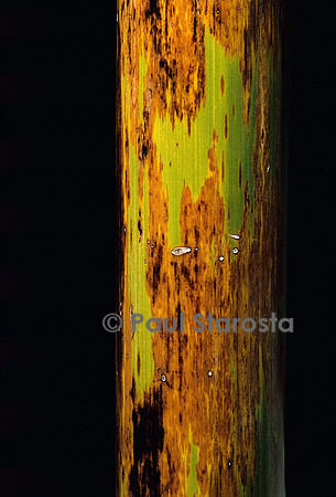 Phyllostachys nigra cv. Boryana (bambou noir)