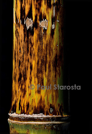 Phyllostachys nigra cv. Boryana (bambou noir)