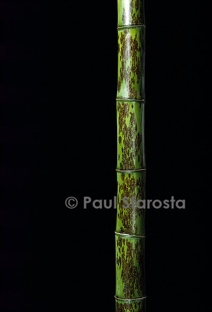 Phyllostachys nigra cv. Boryana (bambou noir)