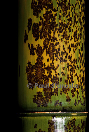 Phyllostachys nigra cv. Boryana (bambou noir)
