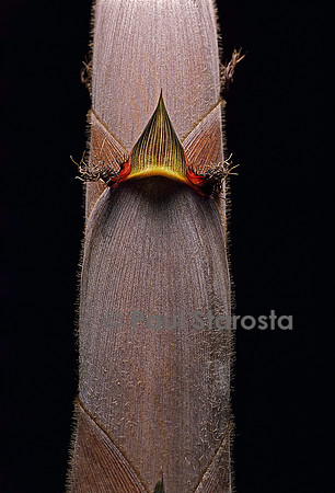 Phyllostachys nigra cv. Henonis (bambou noir) - pousse
