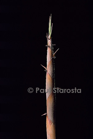 Phyllostachys nigra cv. Henonis (bambou noir) - pousse