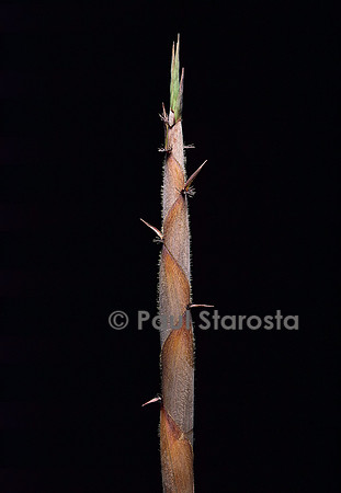 Phyllostachys nigra cv. Henonis (bambou noir) - pousse
