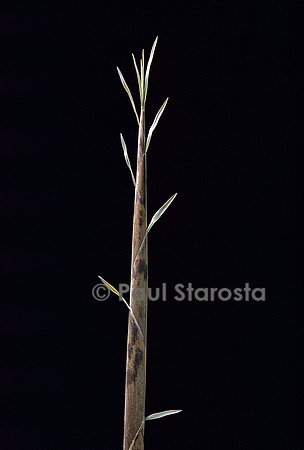 Phyllostachys nuda (bambou) - pousse