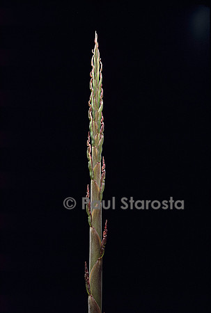 Phyllostachys parvifolia (bambou) - pousse