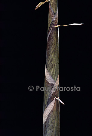 Phyllostachys propinqua (bambou) - pousse