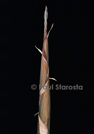 Phyllostachys propinqua (bambou) - pousse
