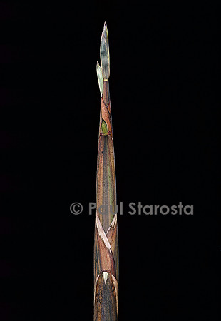 Phyllostachys propinqua (bambou) - pousse