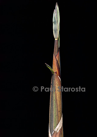Phyllostachys propinqua (bambou) - pousse