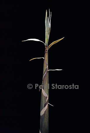 Phyllostachys propinqua (bambou) - pousse