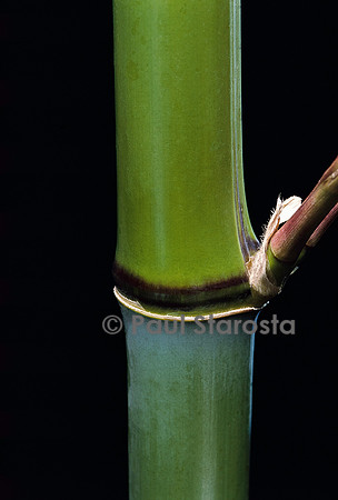 Phyllostachys propinqua (bambou)