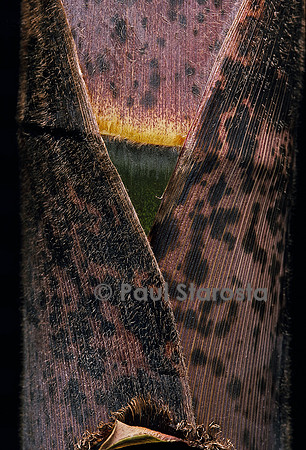 Phyllostachys pubescens (bambou Moso) - pousse