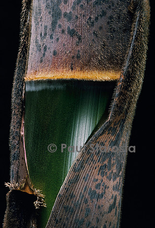 Phyllostachys pubescens (bambou Moso) - pousse