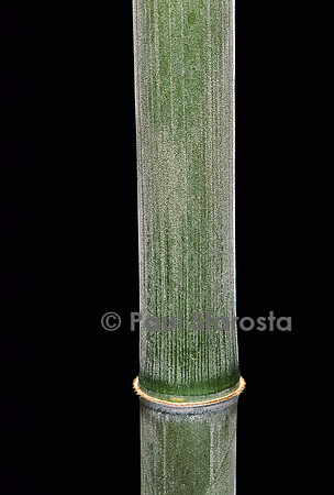 Phyllostachys pubescens (bambou Moso)