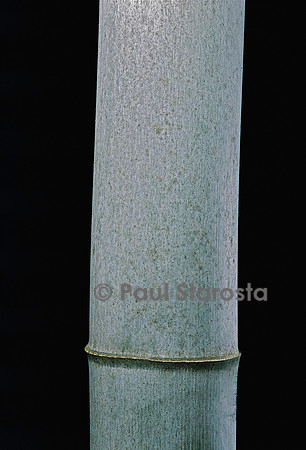 Phyllostachys pubescens (bambou Moso)