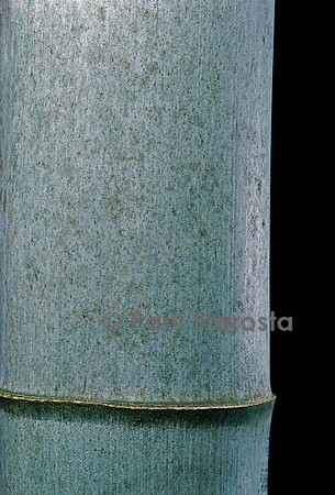Phyllostachys pubescens (bambou Moso)