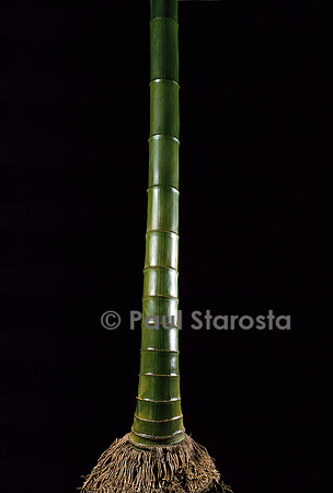 Phyllostachys pubescens (bambou Moso)