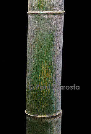 Phyllostachys pubescens (bambou Moso)