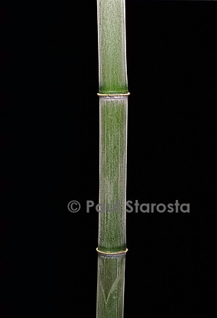 Phyllostachys pubescens (bambou Moso)