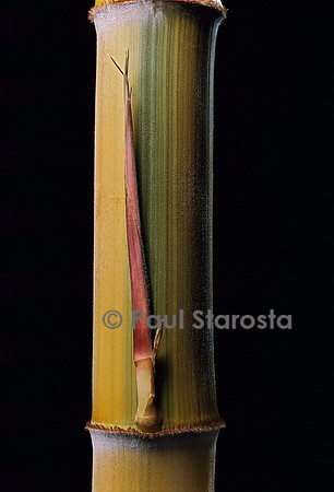 Phyllostachys pubescens cv. Bicolor (bambou) - pousse