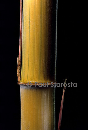 Phyllostachys pubescens cv. Bicolor (bambou) - pousse