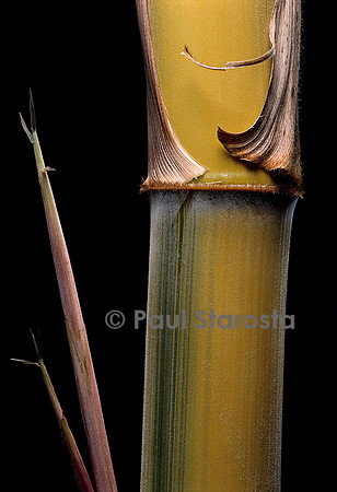 Phyllostachys pubescens cv. Bicolor (bambou) - pousse