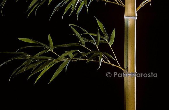 Phyllostachys pubescens cv. Bicolor (bambou)