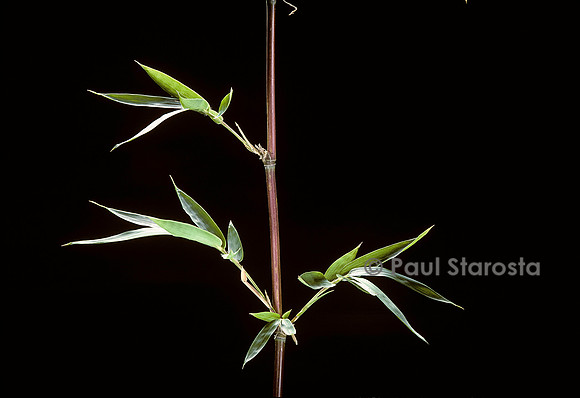 Semiarundinaria kagamiana (bambou)