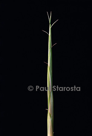 Semiarundinaria yashadake cv. Kimmei (bambou) - pousse