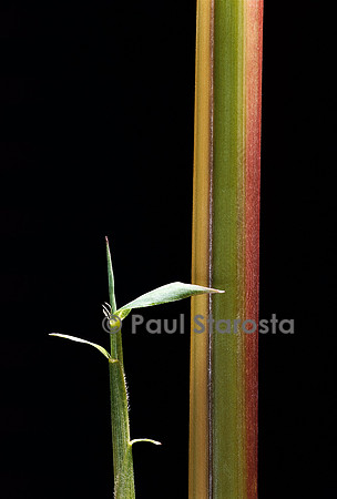 Semiarundinaria yashadake cv. Kimmei (bambou) - pousse