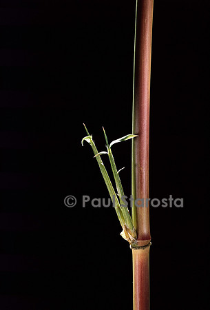 Semiarundinaria yashadake cv. Kimmei (bambou) - pousse