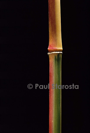 Semiarundinaria yashadake cv. Kimmei (bambou)
