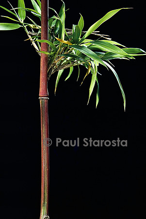 Semiarundinaria yashadake cv. Kimmei (bambou)