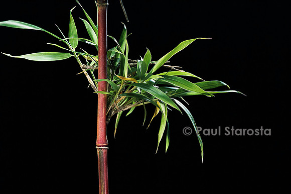 Semiarundinaria yashadake cv. Kimmei (bambou)