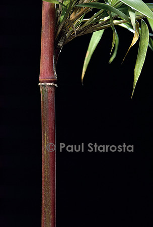 Semiarundinaria yashadake cv. Kimmei (bambou)
