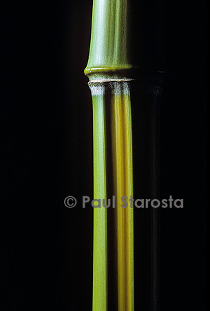 Phyllostachys arcana cv. Luteosulcata