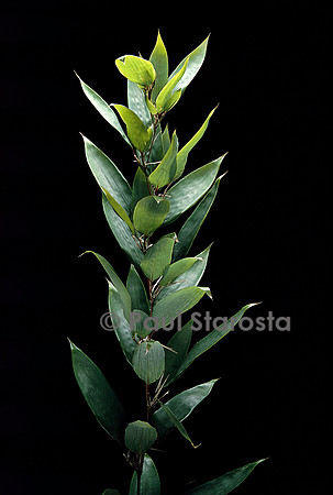 Shibataea kumasaca (bambou)