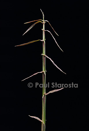 Sinobambusa rubroligula (bambou) - pousse