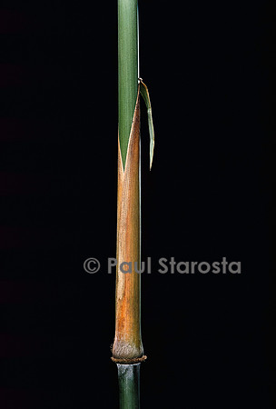 Sinobambusa tootsik (bambou) - pousse