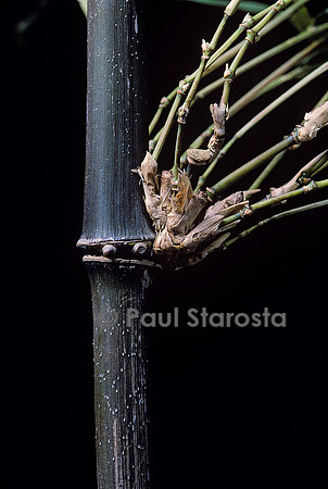 Bambusa tuldoides (bambou)