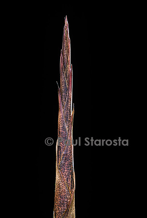 Bambusa tuldoides (bambou) - pousse