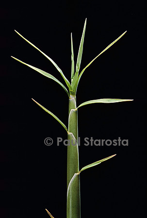 Pleioblastus chino (bambou) - pousse