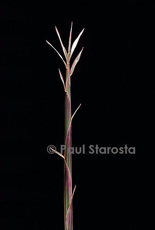Pleioblastus chino cv. Elegantissimus (bambou) - pousse