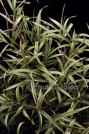Pleioblastus chino cv. Elegantissimus (bambou)