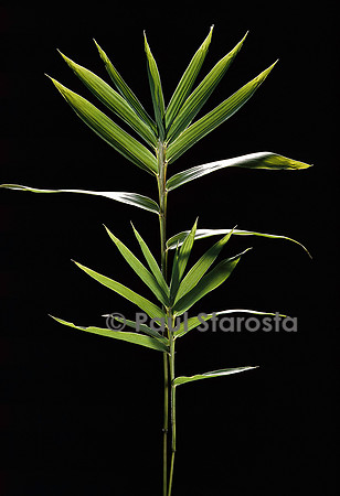 Pleioblastus distichus (bambou)