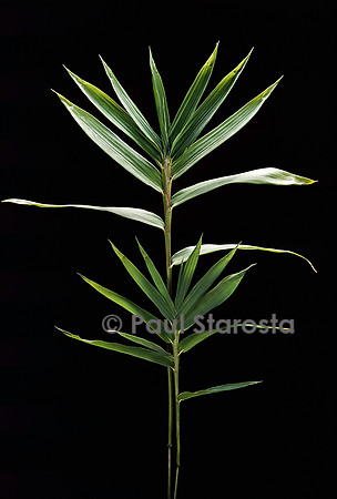 Pleioblastus distichus (bambou)