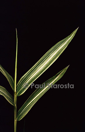 Pleioblastus shibuyanus ‘Tsuboi’ (bambou) - feuilles