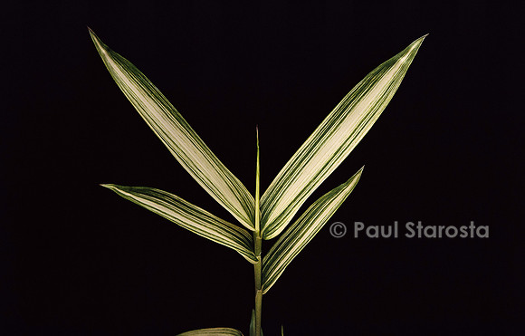 Pleioblastus shibuyanus ‘Tsuboi’ (bambou) - feuilles