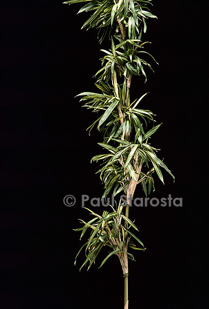 Pleioblastus shibuyanus ‘Tsuboi’ (bambou)